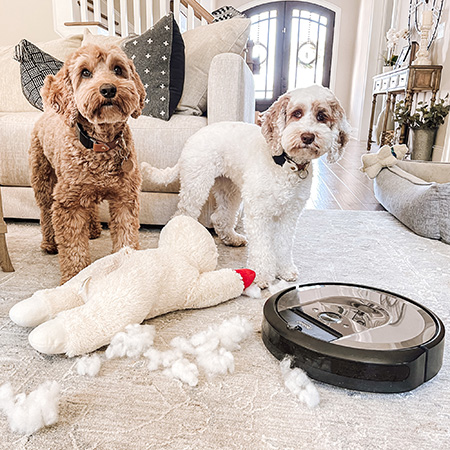 Eden od teh gobčkov zgleda strašno kriv....a ne skrbi. Imamo pod kontrolo. #Roomba #NeNeredu
